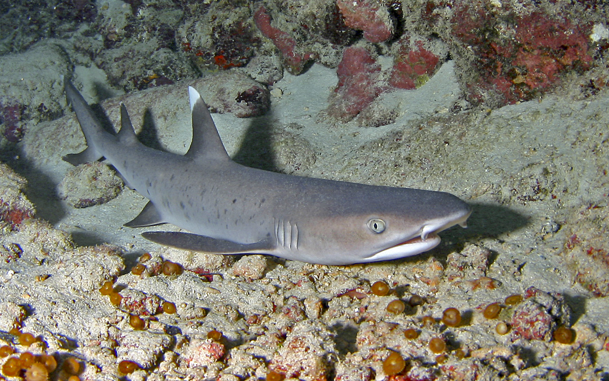 Triaenodon obesus (Squalo pinna bianca del reef)